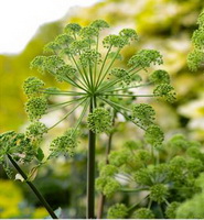 greenish flower spikes of Angelica archangelica