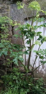 a big plant of Angelica archangelica grow in a yard,with pale green flowers and green leaves