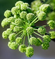 pale green flower spikes of Angelica archangelica