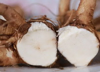 fresh herb root segment of Angelica archangelica