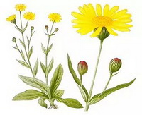 a colorful drawing of Arnica montana,green leaves and stems,yellow flowers