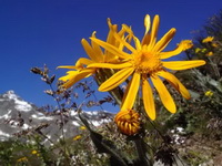 flowering plants of Arnica montana with yellow flowers grow in mountain