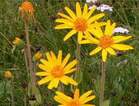 flowering plants of Arnica montana with yellow flowers and buds grow in field