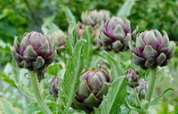 flowering plants of Cynara scolymus with purple green flowers