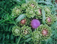 flowering plants of Cynara scolymus with green purple flowers