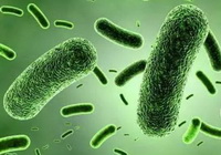a colorful photo of greenish Lactobacillus under a microscope