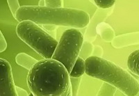 a colorful photo of yellow green Lactobacillus acidophilus