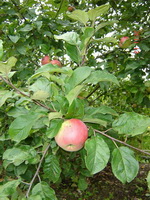 fruiting branch of Malus pumila with reddish apple fruits