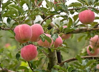 fruiting tree of Malus pumila with several red apple fruits growing on branches,with green leaves