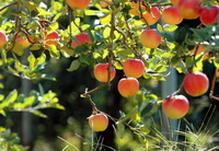tree of Malus pumila with many reddish yellow apple fruits hanging on branches