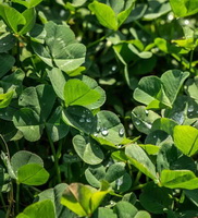 plants of Medicago polymorpha with small green leaves grow in field