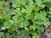 shrubs of Medicago polymorpha with small green leaves grow in a cluster in field