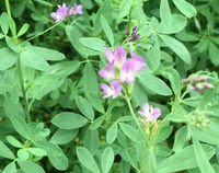 flowering plants of Medicago sativa with several pink flowers grow in a cluster