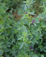 flowering plants of Medicago sativa with small purple flowers grow in field