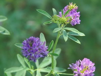 flowering stems of Medicago sativa with purple flower spikes growing on top