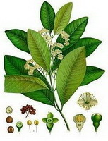 a colorful drawing of Pimenta dioica,green stem and leaves,small white flower spike,fruits