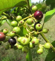 branches of Pimenta dioica with many unmature green fruits and several red fruits grow in sunny field