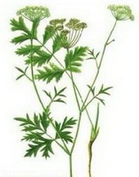 a colorful drawing of Pimpinella anisum,green stem and leaves,pale green flower spikes