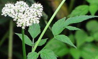 a flowering plant of Pimpinella anisum,with small white flower spikes