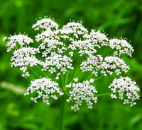 whitish flower spikes of Pimpinella anisum