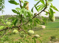fruiting branches of Prunus amygdalus with small green fruits