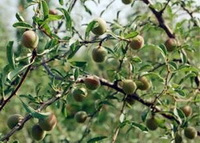 fruiting tree of Prunus amygdalus with many green small fruits grow in sunny field