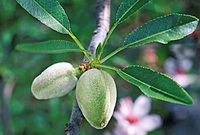 fruiting branch of Prunus amygdalus with pink flowers and small green fruits growing on branch