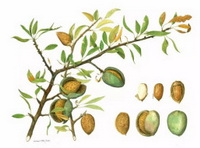 a colorful drawing of Prunus amygdalus,green stem and leaves,green fruits and brown kernels