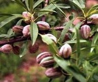 fruiting tree of Prunus amygdalus with small brown fruits growing on branches,with many green leaves