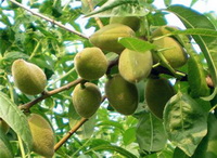 fruiting branches of Prunus amygdalus with many small green fruits growing on branches,with green leaves