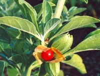 fruiting plant of Withania somnifera with a red fruit and many green leaves
