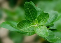 growing plant of Withania somnifera,small green leaves