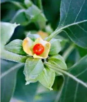 fruiting plant of Withania somnifera,small red fruit and green leaves