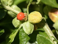 fruiting plant of Withania somnifera,small red fruit and green spikes