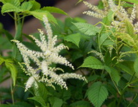 flowering plants of Actae cimicifuga with white and light yellow flower spikes