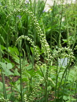 flowering plant of Actae cimicifuga with green flower spikes grow in field