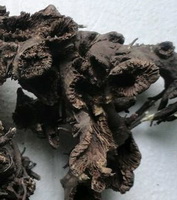 dried dark brown rhizome and root of Actae cimicifuga