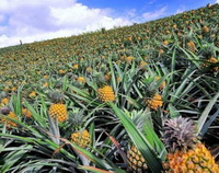 Ananas comosus:many fruiting pineapple plants grow in field with yellowish fruits