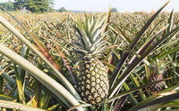 Ananas comosus:pineapple plants grow in field with green fruits