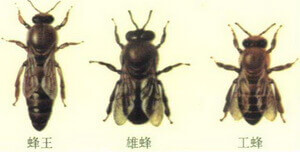 Apis cerana Fabr,queen bee,male bee and worker bee.