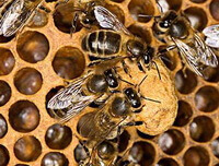 Apis mellifera L.,honey bees are working on a hive