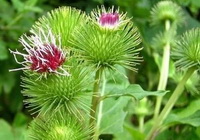 fruiting plants of Arctium lappa with green spike and purple flower