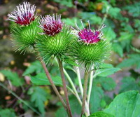 flowering plants of Arctium lappa grow in sunny field