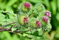 flowering stems of Arctium lappa with purple flowers
