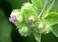 flowering stem of Arctium lappa with pendulous purple flowers
