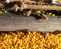 Bee and cole pollen