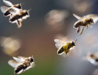 several Bees fly with pollen