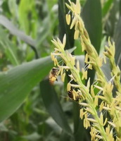 Bees harvest pollen of corn flower