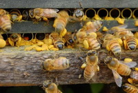 many honey bees take back pollen to bee hive