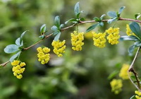 flowering branch of Berberis vulgaris with pendulous small yellow flowers spikes grow on long branch